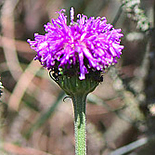 Pseudopegolettia tenella